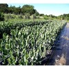 Tenax Hortonova Plastic Plant Trellis Net, White 4' x 100′ - 4 of 4