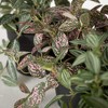 Sullivans Artificial 6.5" Potted Fittonia of 3, Green - 2 of 4