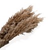 Alilang Pampas Grass and Cotton Dried Floral Arrangement with Wheat Accents, 17.5 Inches - Coffee - 4 of 4
