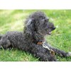 Country Brook Petz American Made Deluxe Nylon Dog Collar - 3 of 4