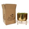 Van Zyverden 12ct Bulbs Narcissus Preplanted Paperwhite Inbal with Iron Brass Finish Bulb Pan Planter and Stand - 3 of 4