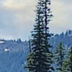 rustic plank grey narrow