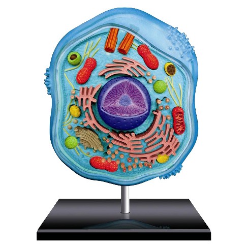 4d Master Science Animal Cell Anatomy Model 26pc Target