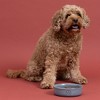 Mason Cash: Reactive Paw Pet Bowl, 5.9", 16.9oz, Blue Glaze, Dog Food-Water Dish - 4 of 4