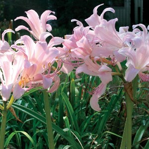 Lycoris Squamigera Set of 6 Bulbs - Pink - Van Zyverden - 1 of 4