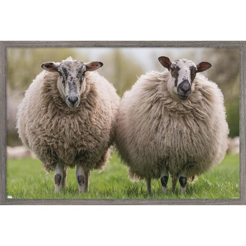 Trends International Sheep Standing In The Meadow Framed Wall Poster ...