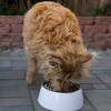 Loving Pets Hot Pink Retro Bowl- 400ml 1.69 Cup - 2 of 3