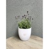 Tierra Garden 6.3" Matte Ceramic Basel Fashion Indoor Pot - 3 of 4