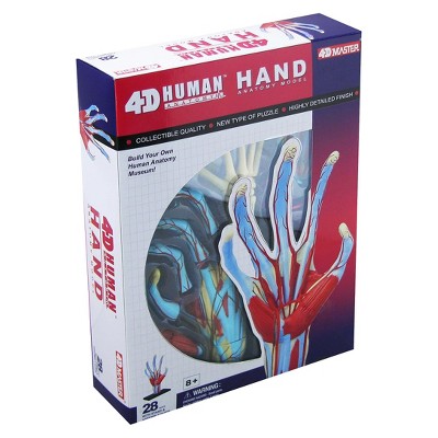 4D Master Human Hand Anatomy Model 28pc