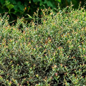 National Plant Network Live Outdoor Dwarf Yaupon Holly Plant - 1ct 1gal - 1 of 4