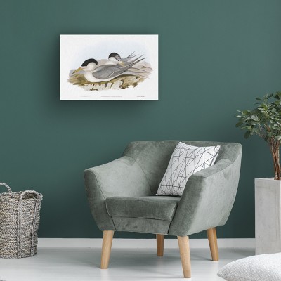 Elizabeth Gould Seabird Pairing V Canvas Art with Wood Frame