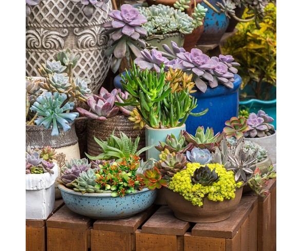 Succulents 2.5" U.S.D.A. Hardiness Zones 4-9 - 10pc - Cottage Hill