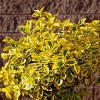 National Plant Network Outdoor Live Golden Euonymus Plant - 1ct 2.25gal - 2 of 4