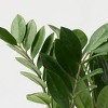 Halloween Ziggy White Live Houseplant - Good Little Garden™ - 4 of 4