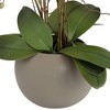 Studio 55D Potted Faux Artificial Flowers Realistic Orange Orchid in Gray Ceramic Pot with Riser for Home Decoration 22 1/2" High - 3 of 4