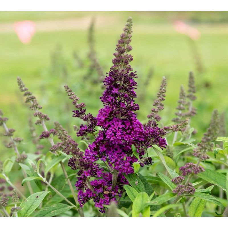 2.5qt &#39;RoyalRazz&#39; Buddleia Plant - Purple Blooms, Butterfly Bush, Fragrant Perennial, Full Sun, Attracts Wildlife, Hardy & Drought Tolerant, 1 of 7
