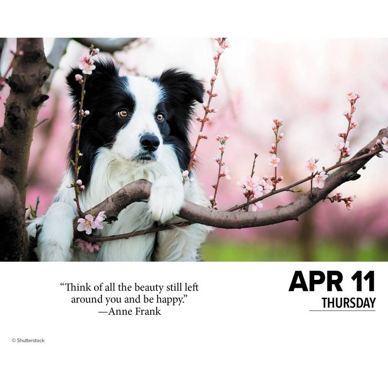 Willow Creek Press 2024 Daily Desk Calendar 5.2&#34;x6.2&#34; What Dogs Teach Us, 3 of 6
