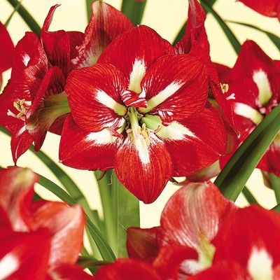 Amaryllis Barbados Set of 1 Bulb - Red/White Stripes - Van Zyverden