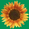 Junior's Design By Humans Sunflower By Maryedenoa T-Shirt - 2 of 3
