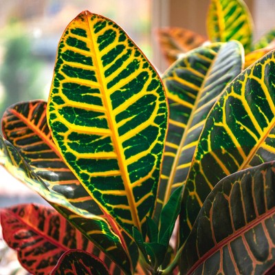 3pc Croton 'Petra' - National Plant Network