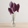 Burgandy Caladium Plant with Roots Accent (Set of 2) - 2 of 3