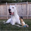 Charming Pet Earl Rubber Chicken Dog Toy - L - 3 of 3