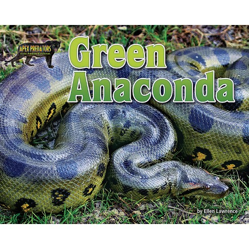 Green Anaconda Apex Predators Of The Amazon Rain Forest By Ellen Lawrence Paperback Target