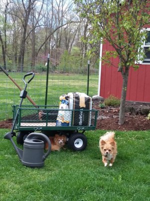 Sunnydaze Decor Heavy-Duty Steel Dump Utility Garden Cart Green