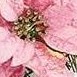 pink electroplated ball rattan