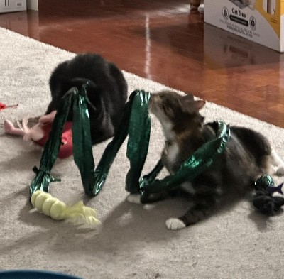 Guest review image 2 of 3, zoom in