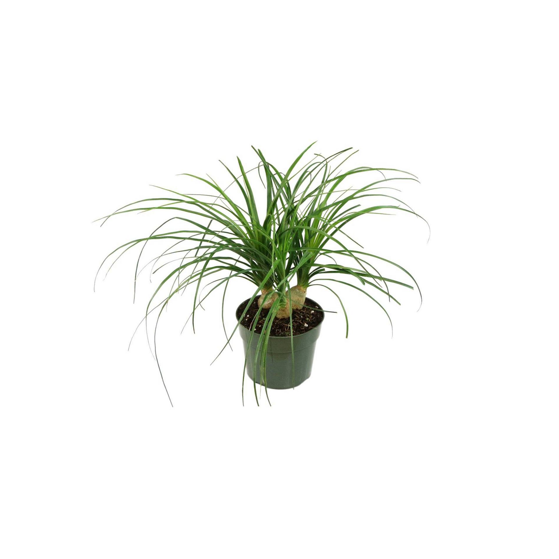 Ponytail Palm 1pc - National Plant Network U.S.D.A Hardiness Zone 8b-11: Indoor Beige Nursery Pot, Sun/Shade Tolerant