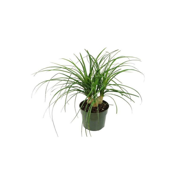 Ponytail Palm 1pc - National Plant Network U.S.D.A Hardiness Zone 8b-11, 1 of 5
