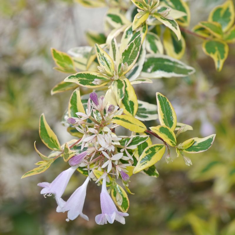 Abelia &#39;Hopley&#39;s&#39; 1pc U.S.D.A. Hardiness Zones 6-10 National Plant Network 3gal, 3 of 5