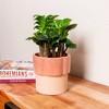 Live 4" Zenzi ZZ Potted Houseplant - 2 of 3