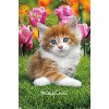 Trends International Keith Kimberlin - Maine Coon Kitten Unframed Wall Poster Prints - 4 of 4