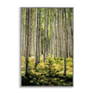 Stupell Industries Small And Tall Birch Forest Framed Giclee Art - 1 of 4
