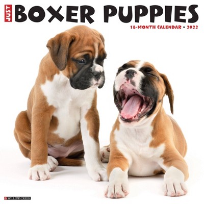 2022 Wall Calendar Just Boxer Puppies - Willow Creek Press