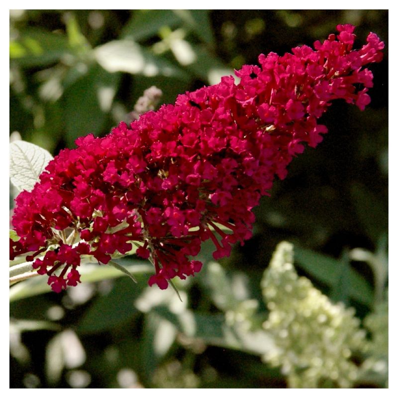 Royal Red Buddleia - National Plant Network, 4 of 5