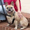 Country Brook Petz Signature Dog Collar Collection - 4 of 4