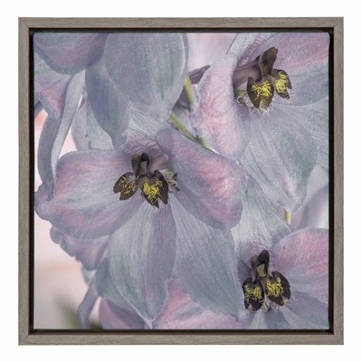 16" x 16" USA, Washington State, Seabeck. Delphinium blossoms close-up. Framed Canvas Wall Art - Amanti Art