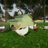 Gulches Large Wooden Chicken Coop with Two Free-range Doors and Nesting Boxes - 3 of 4