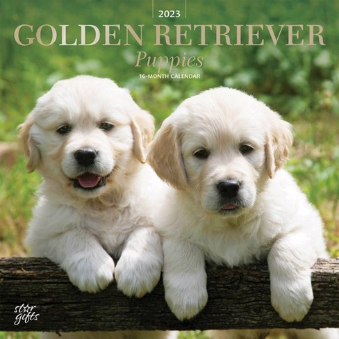 2023 Square Wall Calendar Golden Retriever Puppies - Stargifts : Target