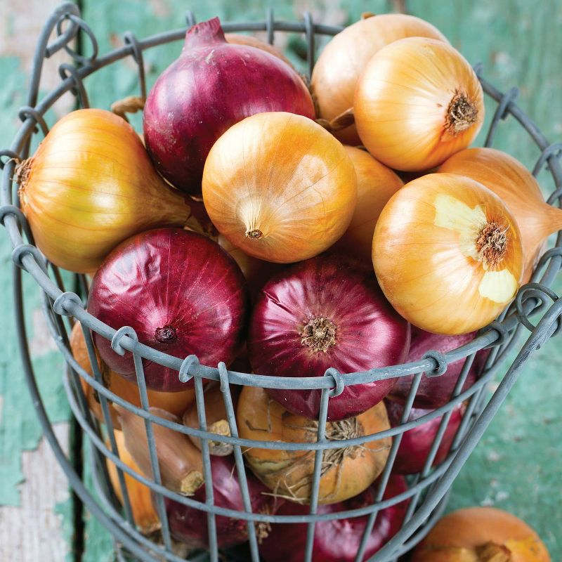 Van Zyverden 250ct Red Onion Bulb, 4 of 6