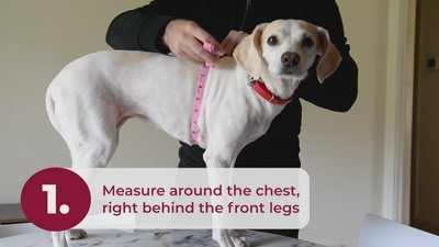 Small Pink Reflective Mesh Step-In Dog Harness