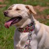 Country Brook Petz  Martingale Dog Collar Floral Collection with 8 Charming Designs - 2 of 4