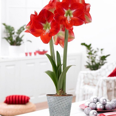 Amaryllis Kit Monaco with Shell Metal Cachepot - Van Zyverden