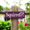 Slickblue Squirrel!? Text Sign, 3.5x10 Rustic Pine Wood Plaque, Hanging or Shelf Decor Sign, Multiple Colors - 2 of 3