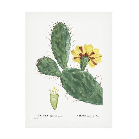 Trademark Fine Art - Pierre Redoute Redoute Cactus Iv Canvas Art - 18 X ...