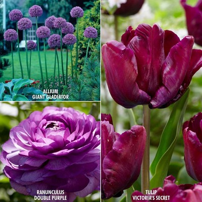 27ct Color Your Garden Purple Collection Bulbs - Van Zyverden