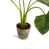 Plum & Post Alocasia Potted 42" - 3 of 4